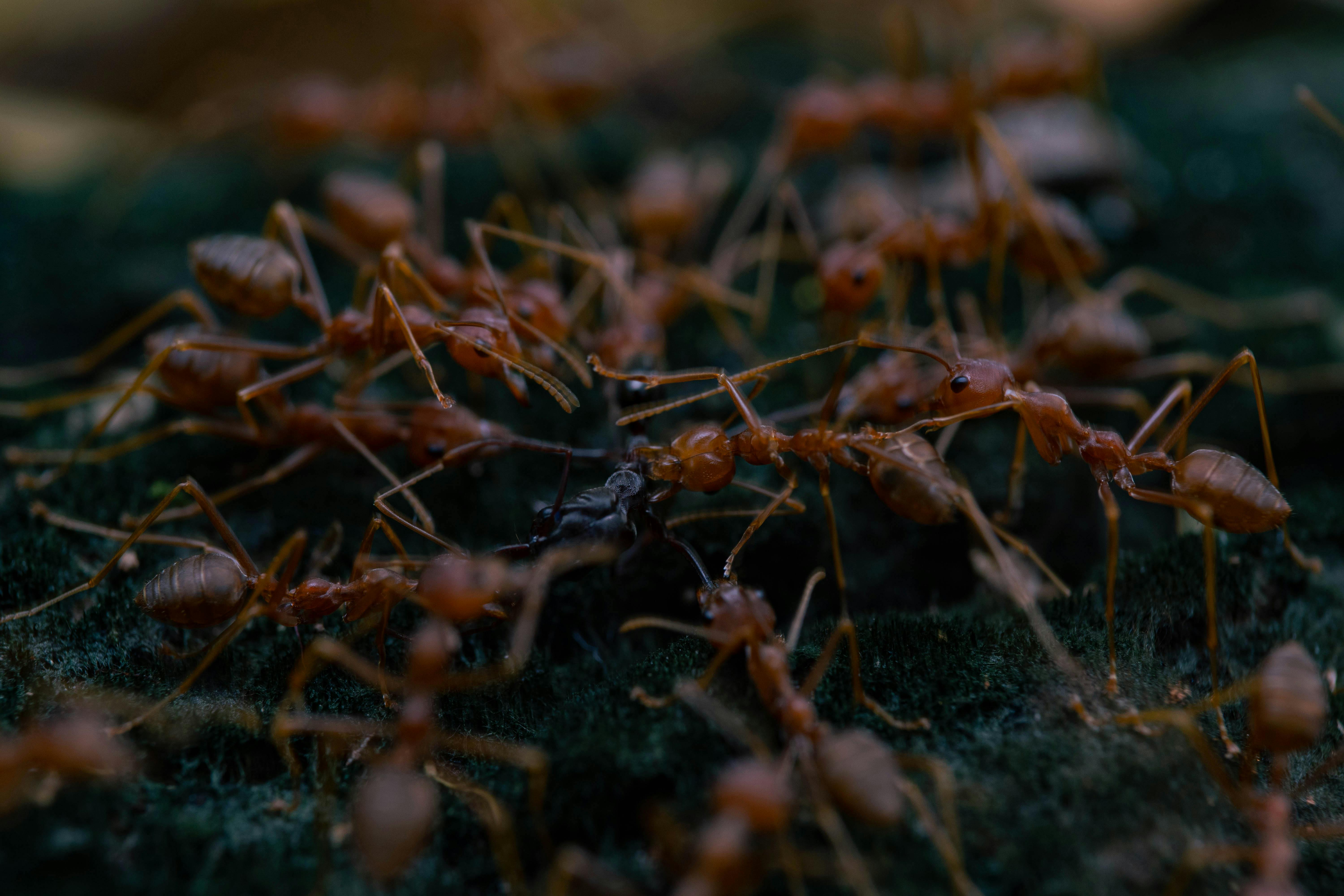 A colony of ants on dark ground